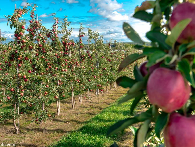 W tym roku będą rekordowe zbiory jabłek, na poziomie 4,5-5 mln ton